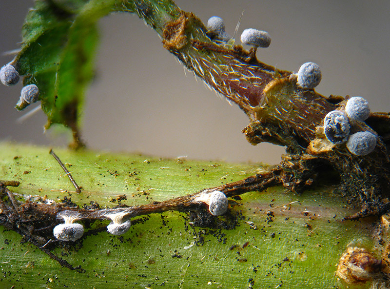 Physarum sulle Ortiche